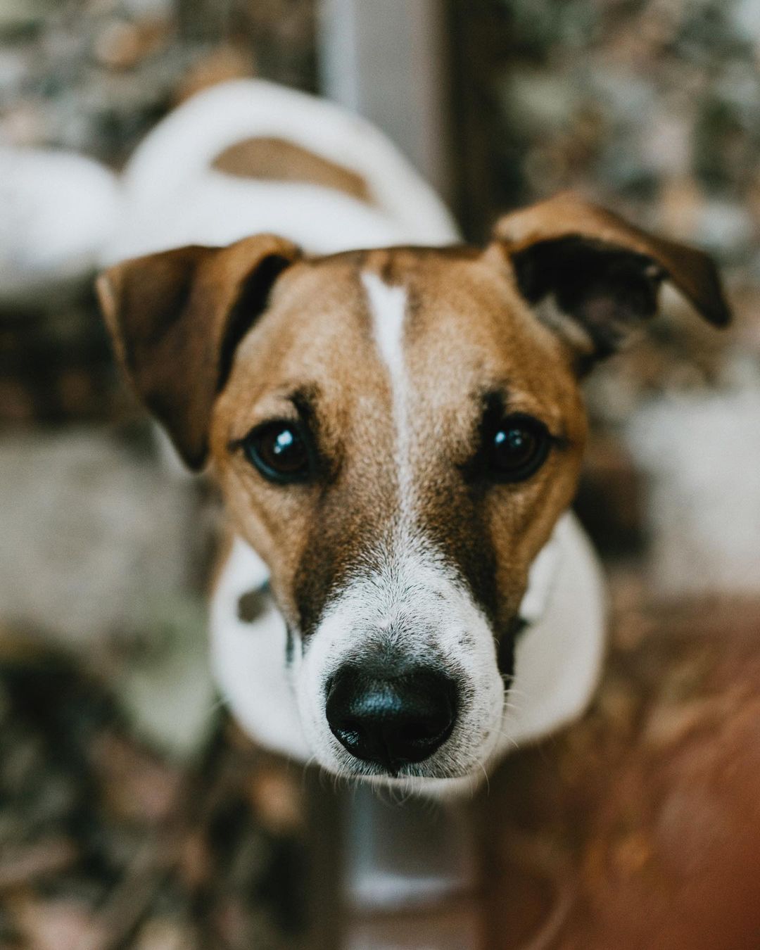 15 Cool Facts About Jack Russell Terriers 10