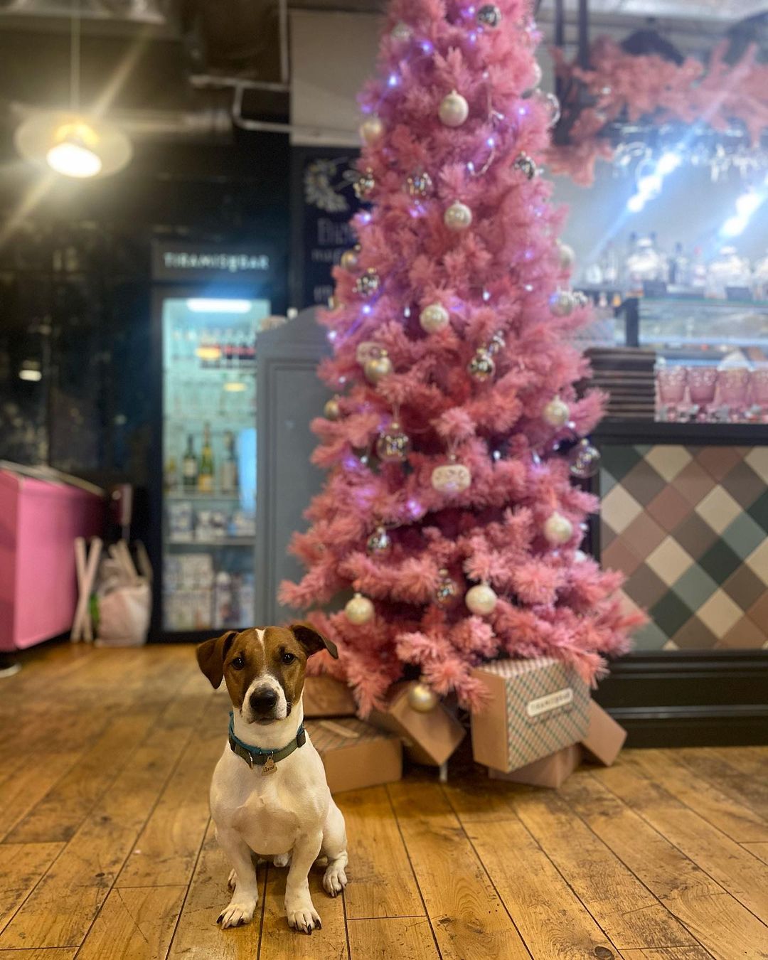 15 Cool Facts About Jack Russell Terriers 11