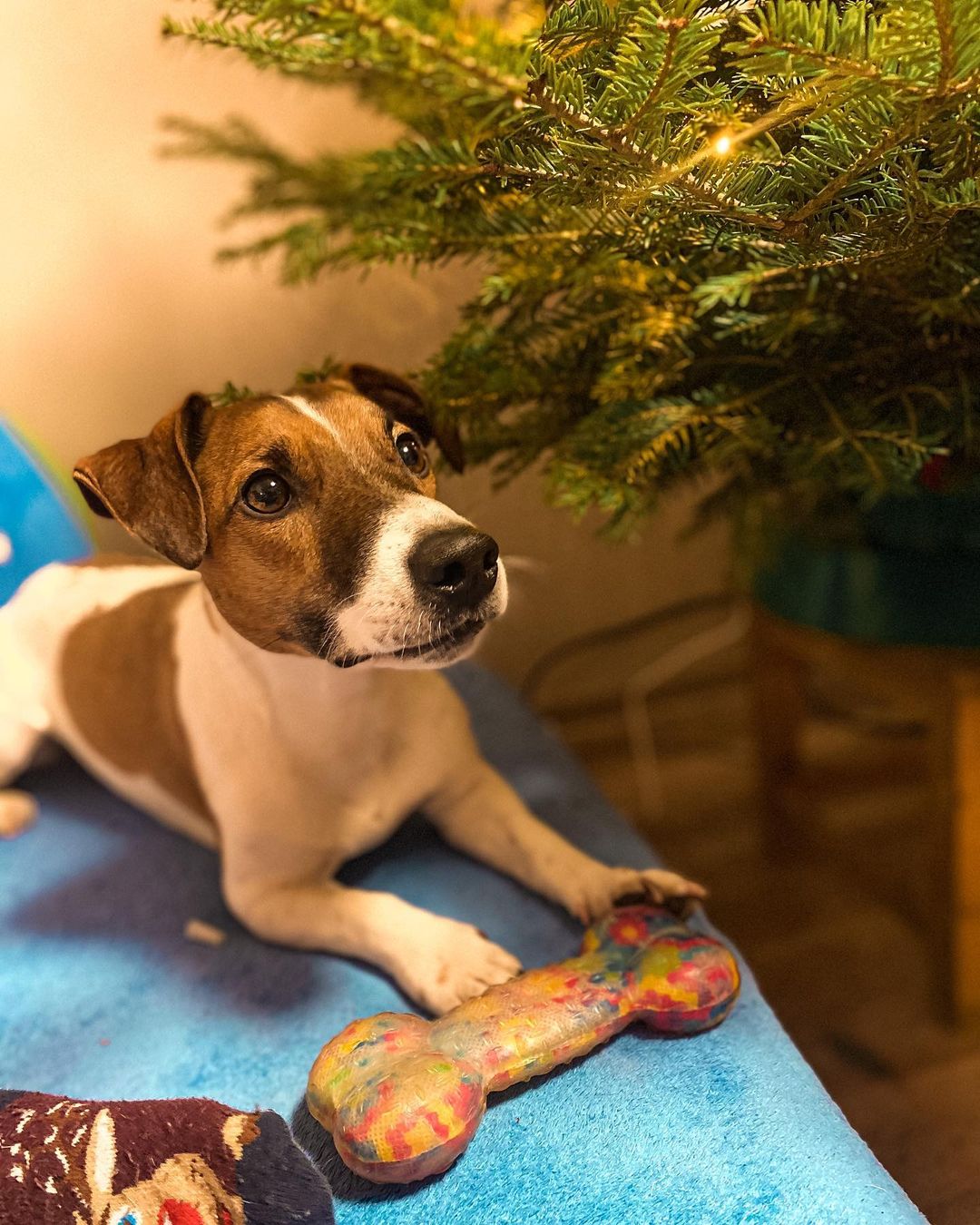 15 Cool Facts About Jack Russell Terriers 9