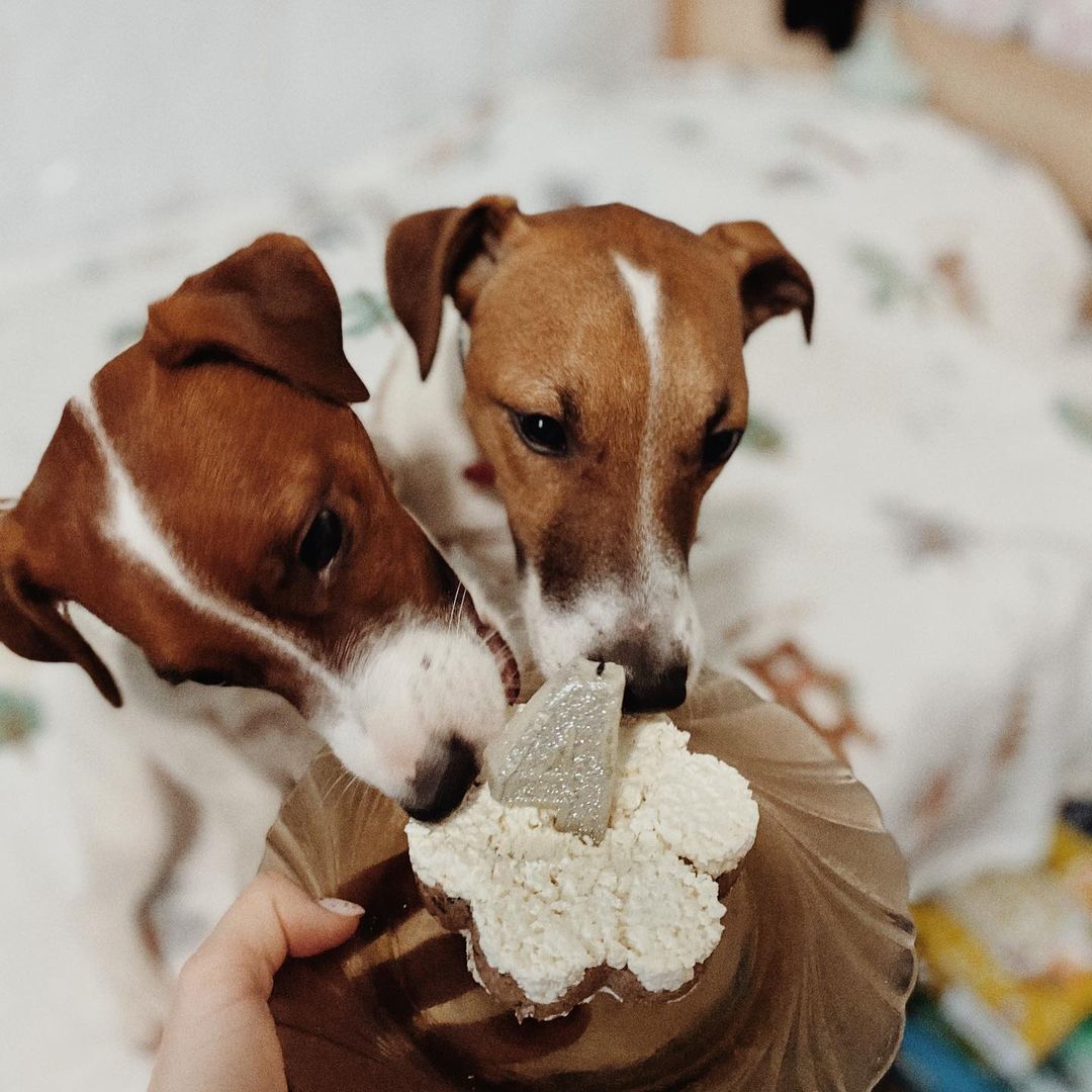 15 Cool Facts About Jack Russell Terriers 10