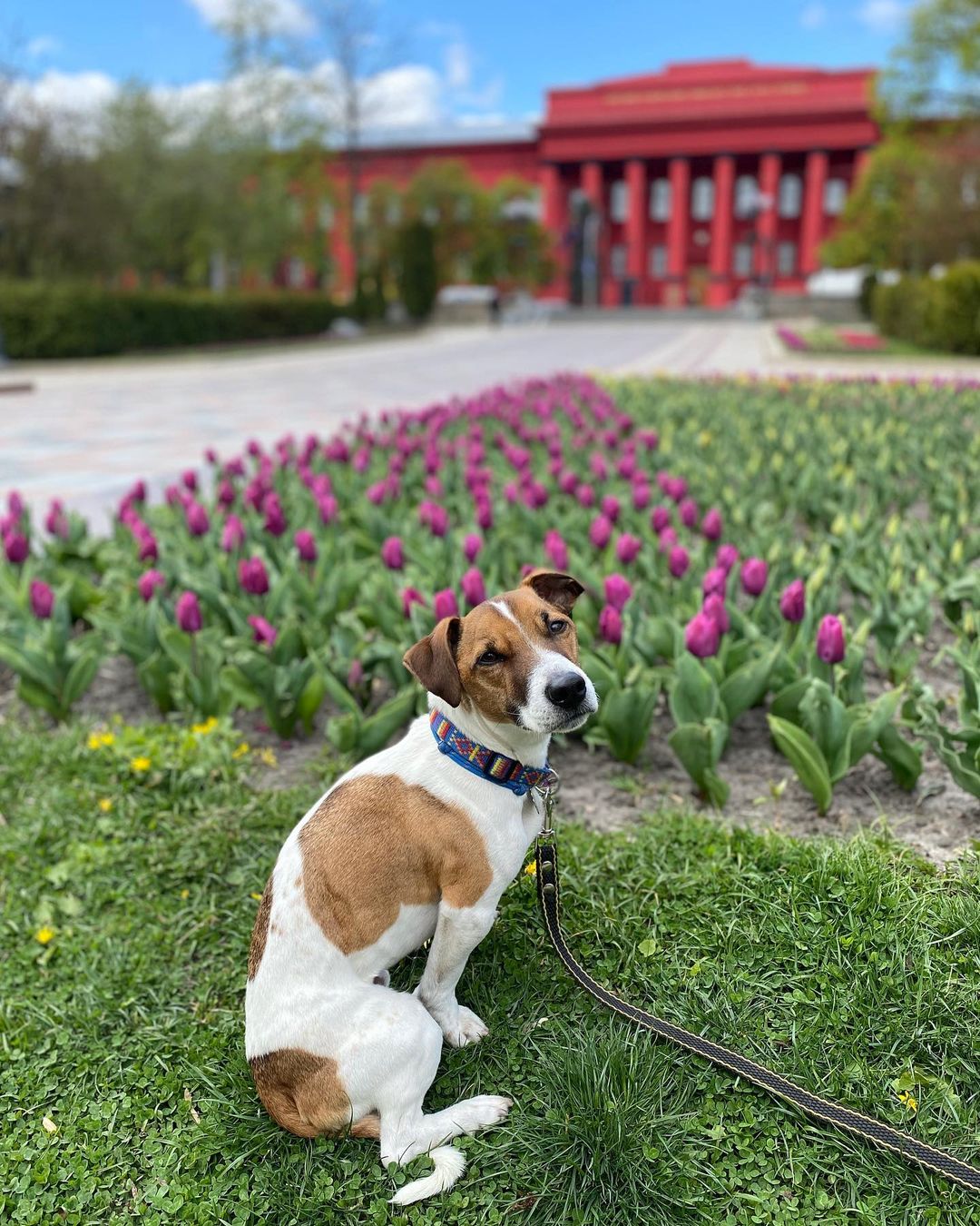 15 Cool Facts About Jack Russell Terriers 11