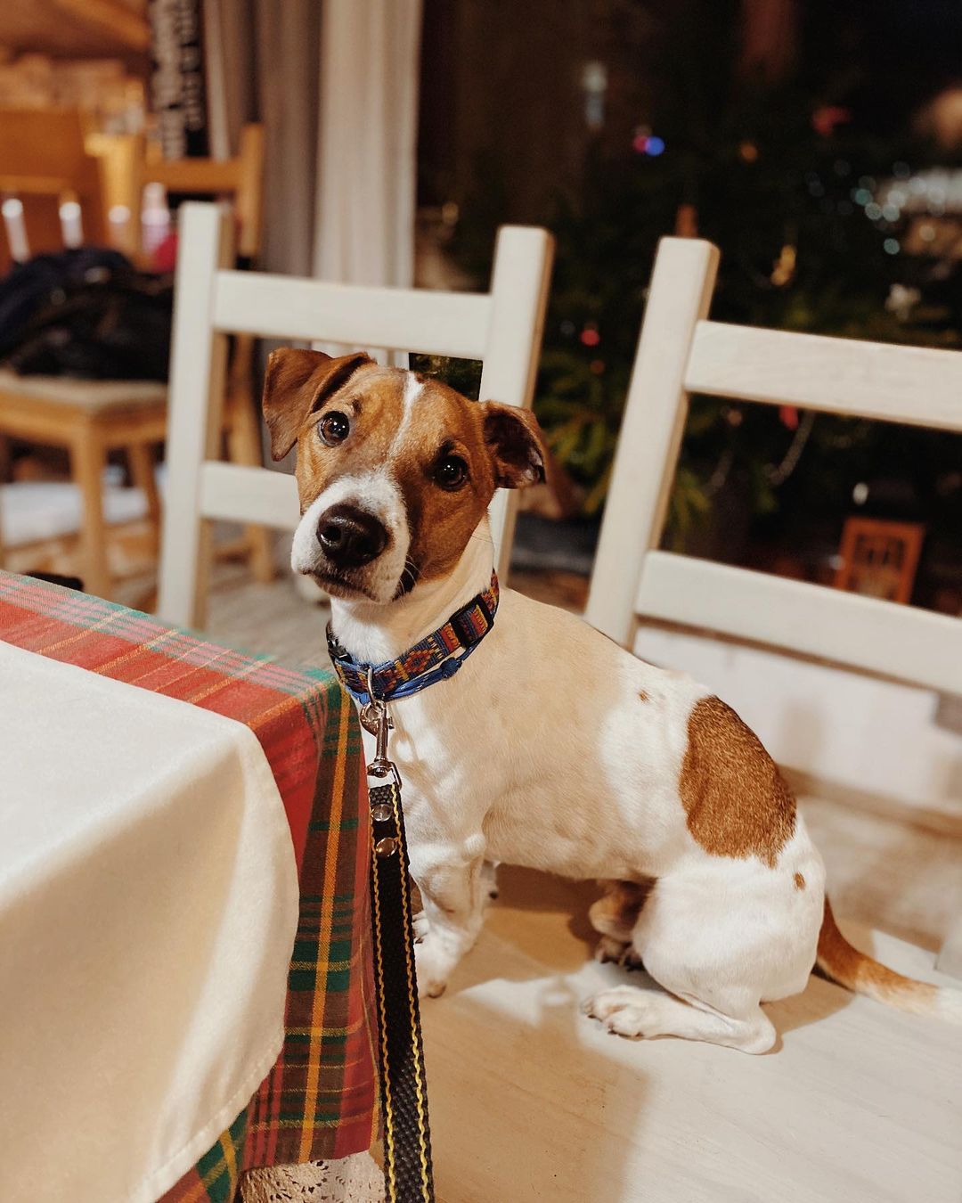 15 Interesting Facts About Jack Russell Terriers 10