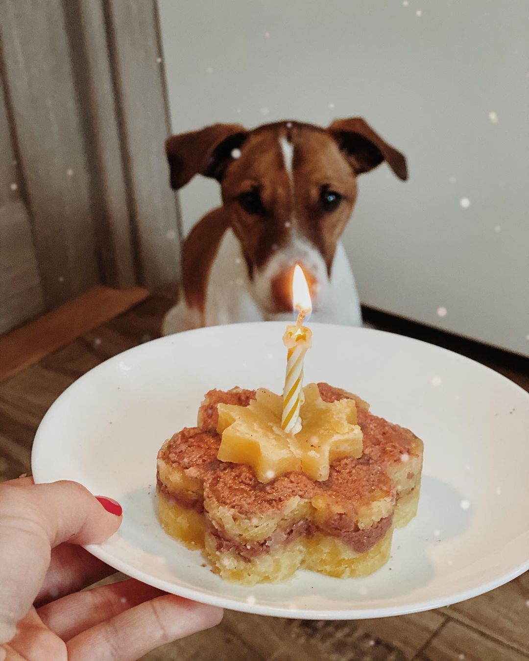 15 Interesting Facts About Jack Russell Terriers 11