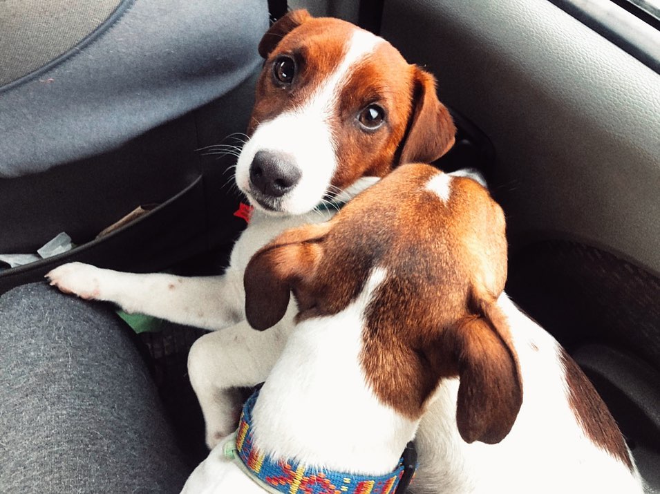 15 Interesting Facts About Jack Russell Terriers 9