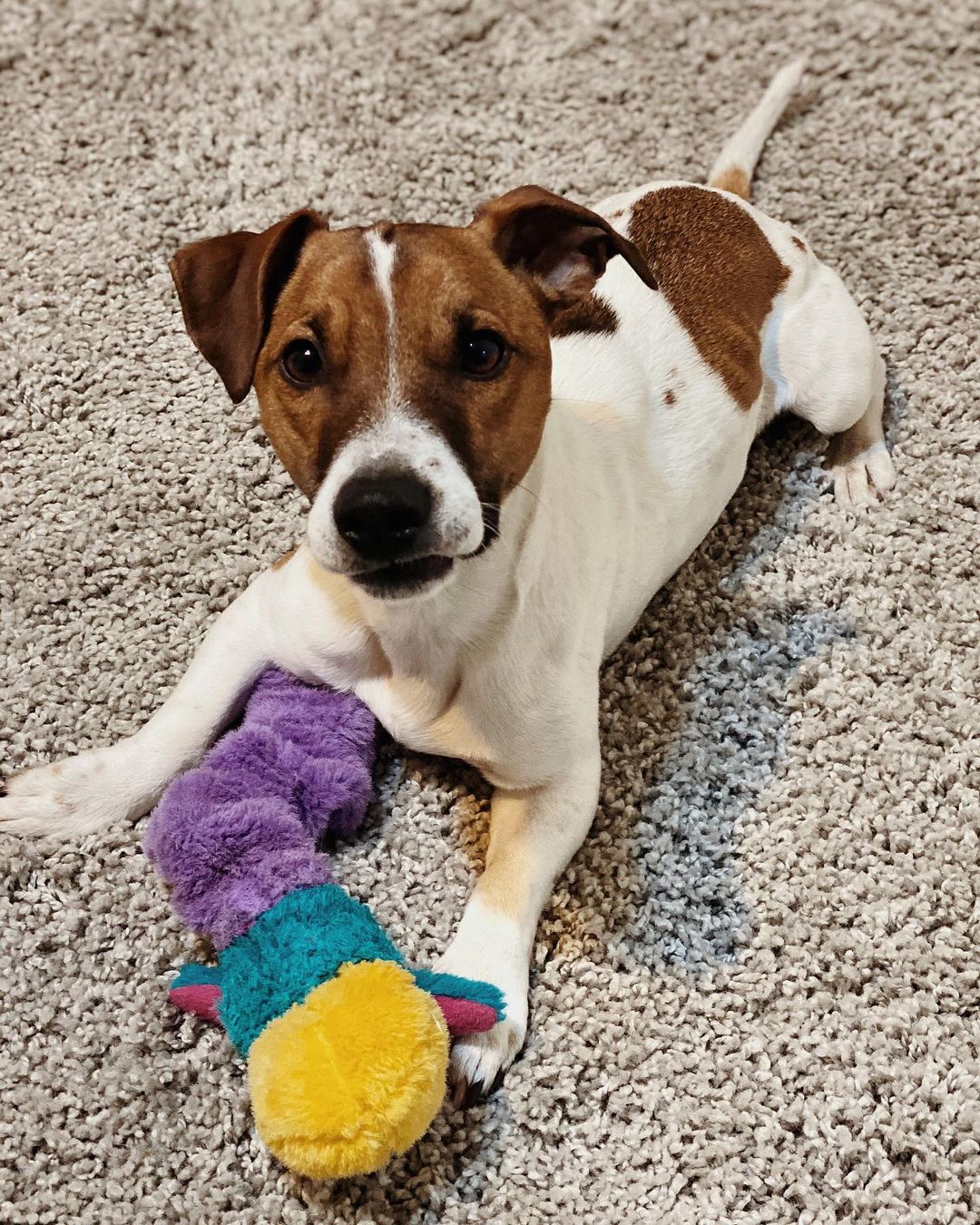 15 Interesting Facts About Jack Russell Terriers 10