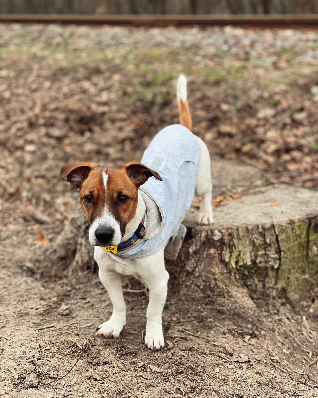 15 Interesting Facts About Jack Russell Terriers 11