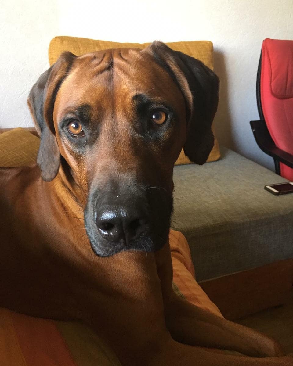 15 Cool Facts About Rhodesian Ridgebacks 9