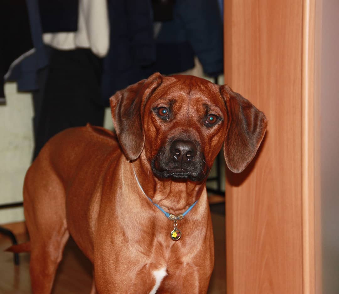 15 Cool Facts About Rhodesian Ridgebacks 10