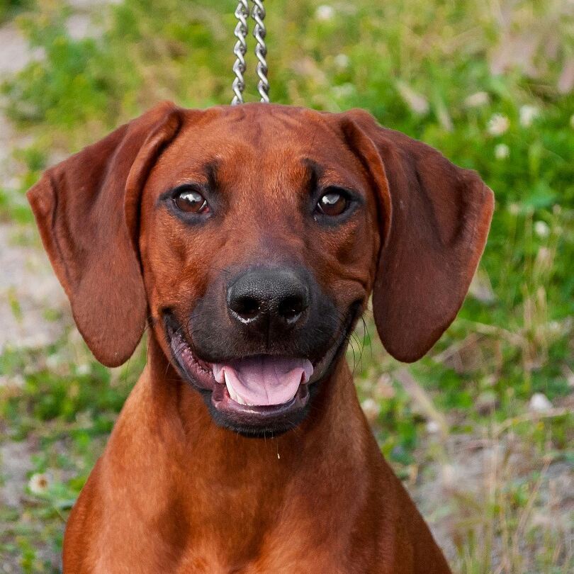 15 Cool Facts About Rhodesian Ridgebacks 11