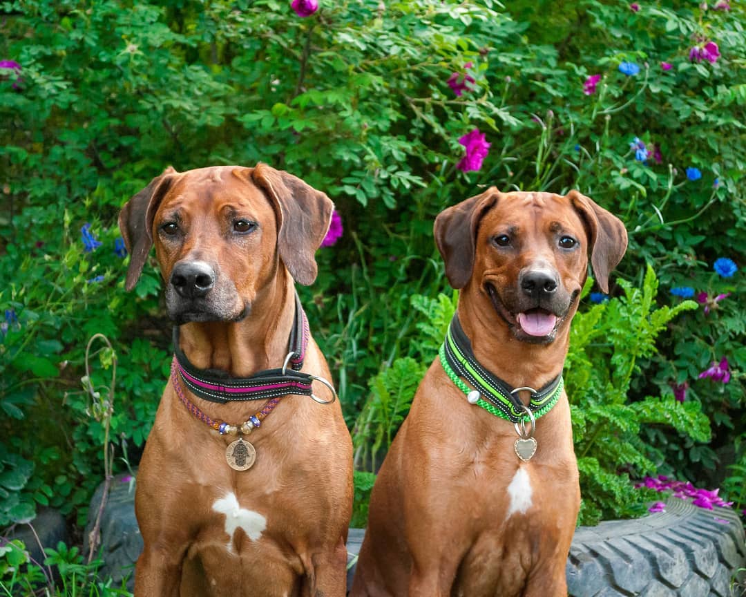 15 Cool Facts About Rhodesian Ridgebacks 9 15 Cool Facts About Rhodesian Ridgebacks 9