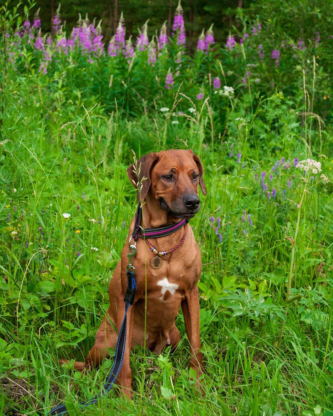 15 Cool Facts About Rhodesian Ridgebacks 10 15 Cool Facts About Rhodesian Ridgebacks 10