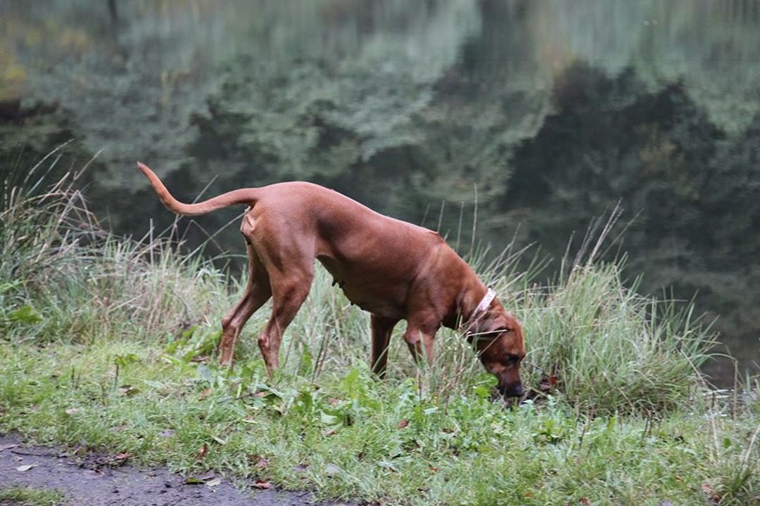 15 Cool Facts About Rhodesian Ridgebacks 11 15 Cool Facts About Rhodesian Ridgebacks 11