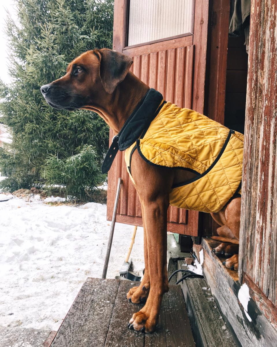 15 Cool Facts About Rhodesian Ridgebacks 10 15 Cool Facts About Rhodesian Ridgebacks 10