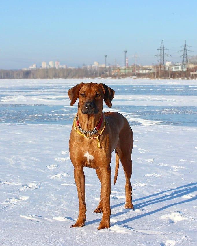 15 Amazing Facts About Rhodesian Ridgebacks You Probably Never Knew 10