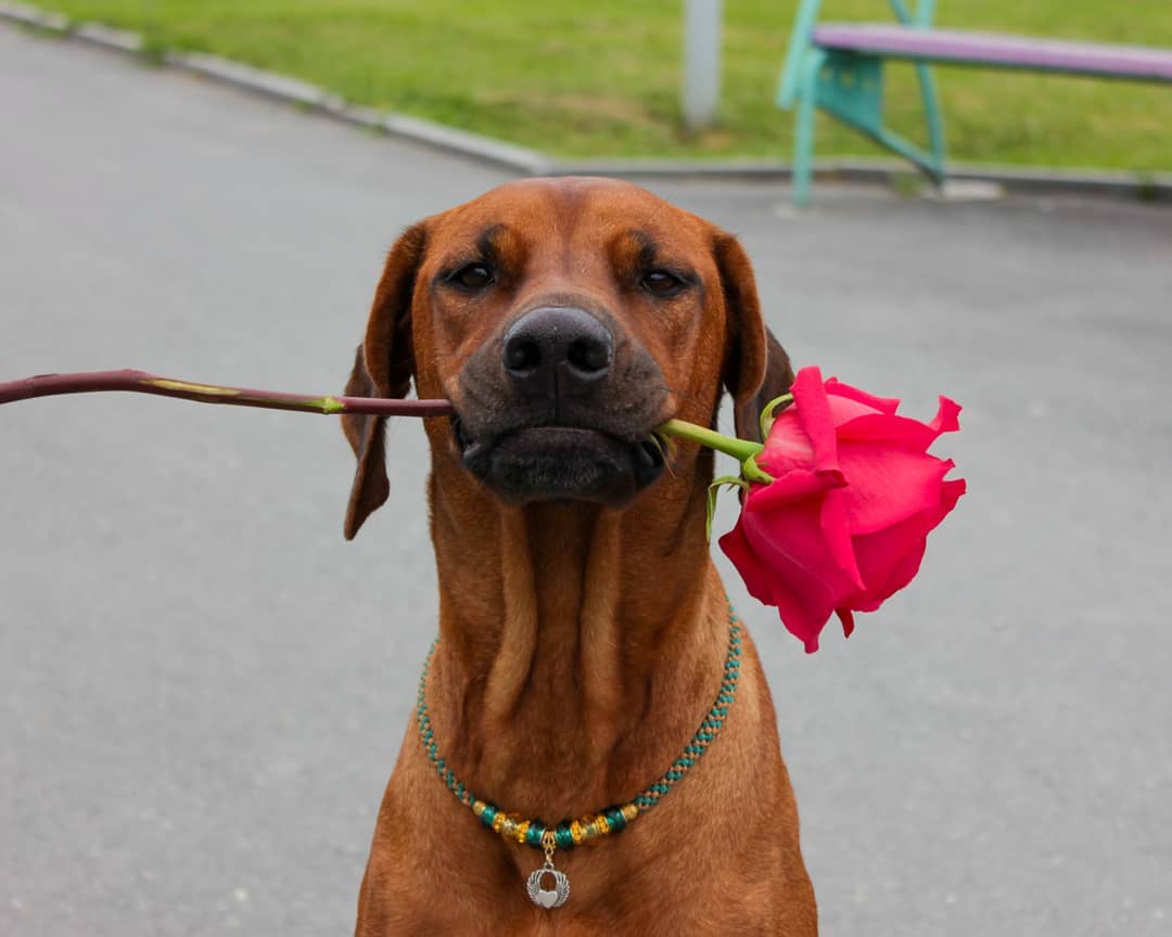 15 Amazing Facts About Rhodesian Ridgebacks You Probably Never Knew 11