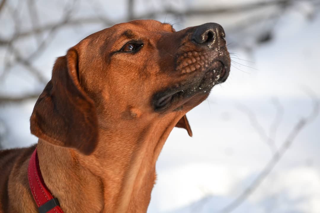 15 Amazing Facts About Rhodesian Ridgebacks You Probably Never Knew 9