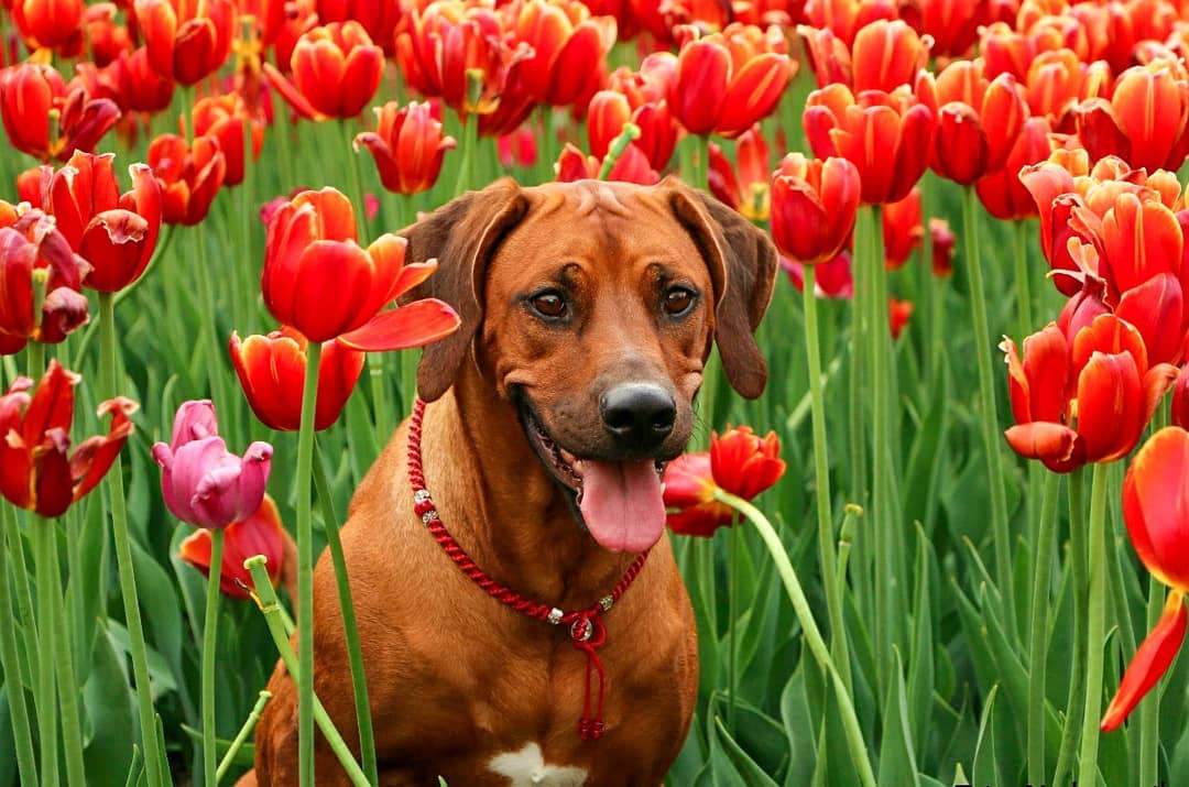 15 Amazing Facts About Rhodesian Ridgebacks You Probably Never Knew 10
