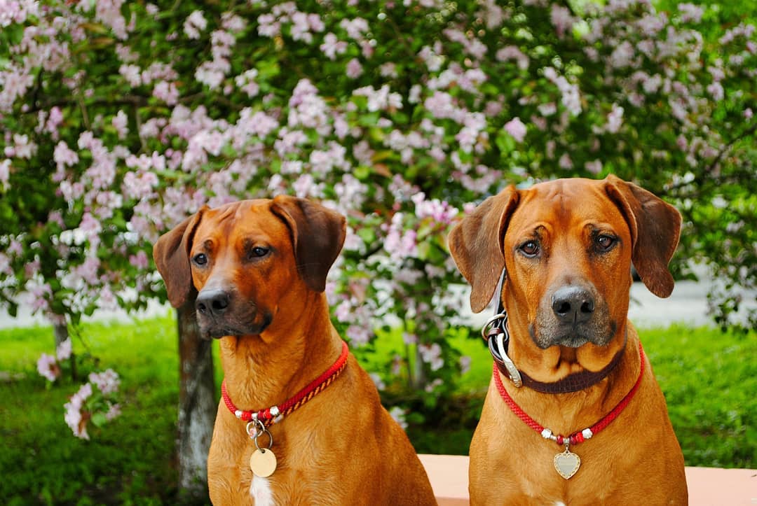 15 Amazing Facts About Rhodesian Ridgebacks You Probably Never Knew 11