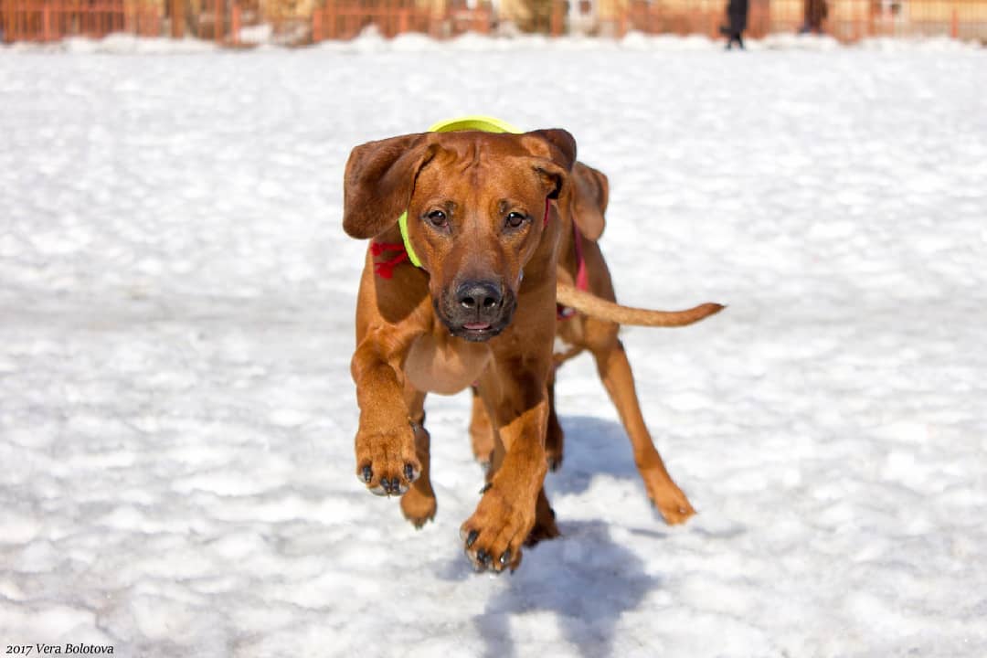 15 Amazing Facts About Rhodesian Ridgebacks You Probably Never Knew 9