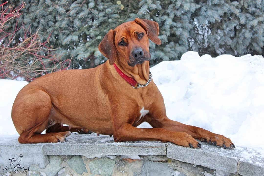 15 Amazing Facts About Rhodesian Ridgebacks You Probably Never Knew 10