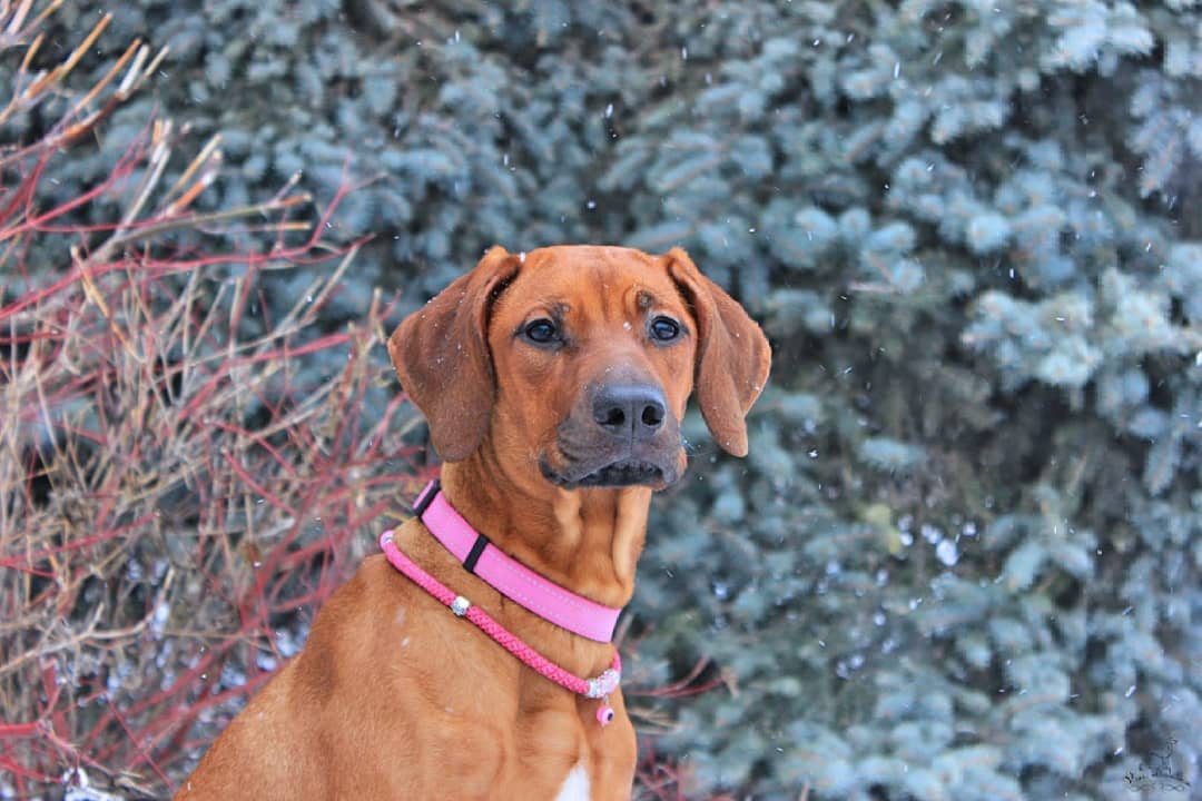 15 Amazing Facts About Rhodesian Ridgebacks You Probably Never Knew 11