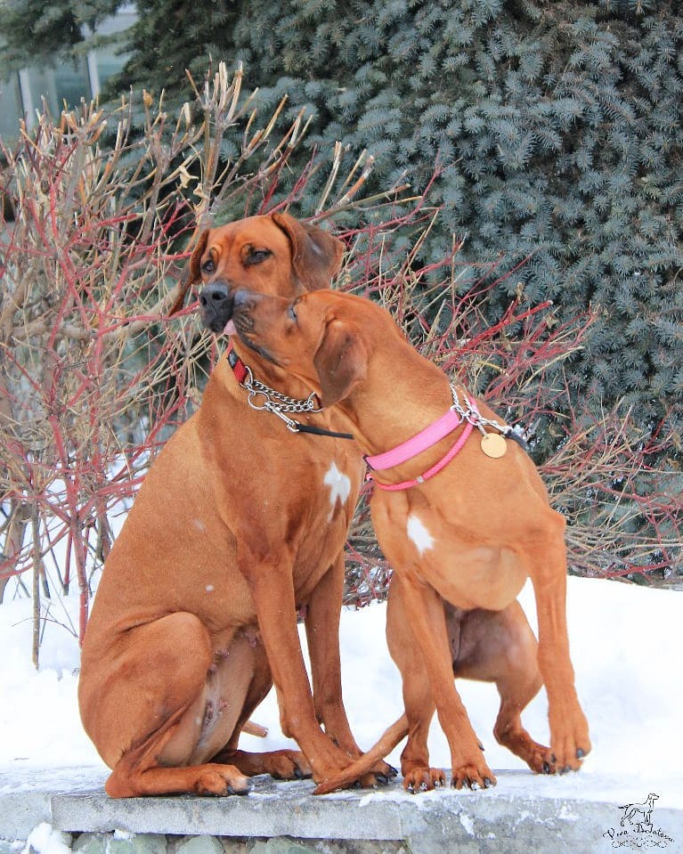 15 Amazing Facts About Rhodesian Ridgebacks You Probably Never Knew 9