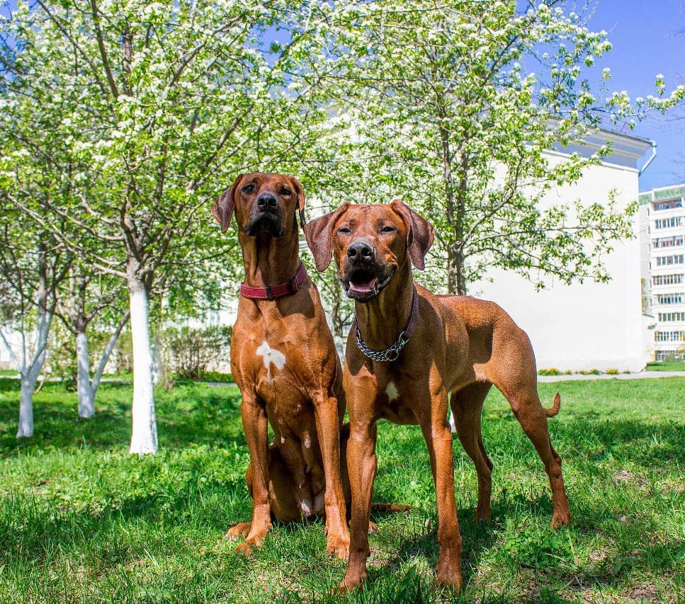 15 Amazing Facts About Rhodesian Ridgebacks You Probably Never Knew 10