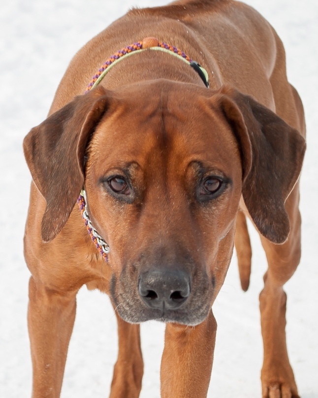 15 Cool Facts About Rhodesian Ridgebacks 11 15 Cool Facts About Rhodesian Ridgebacks 11