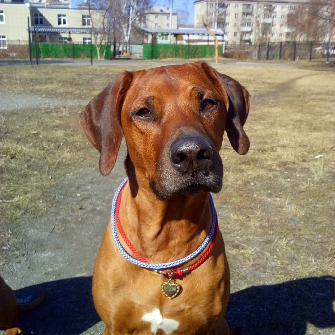 15 Amazing Facts About Rhodesian Ridgebacks You Probably Never Knew 11