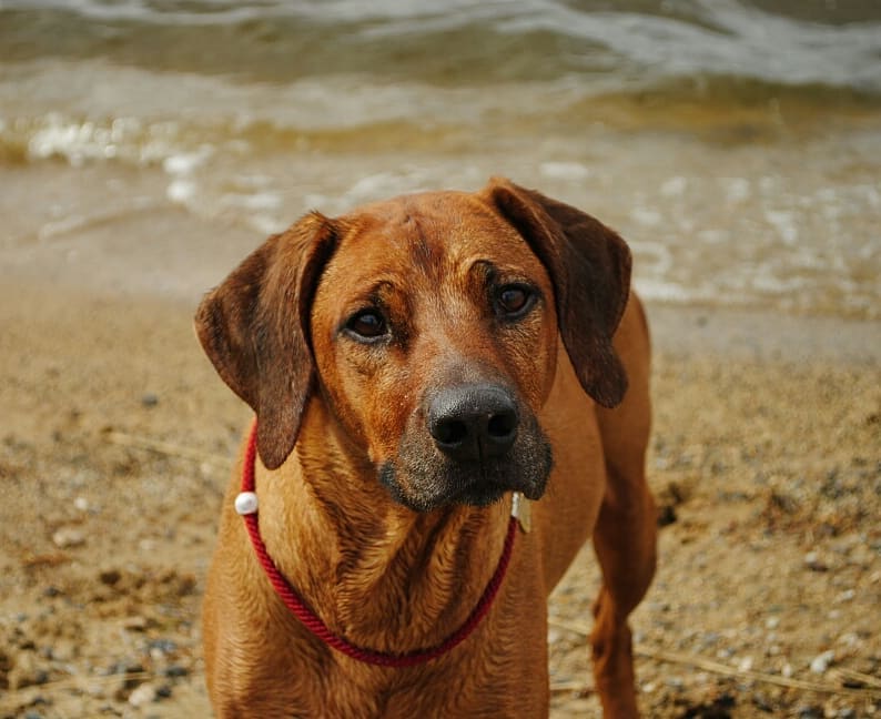 15 Interesting Facts About Rhodesian Ridgebacks 11 15 Interesting Facts About Rhodesian Ridgebacks 11