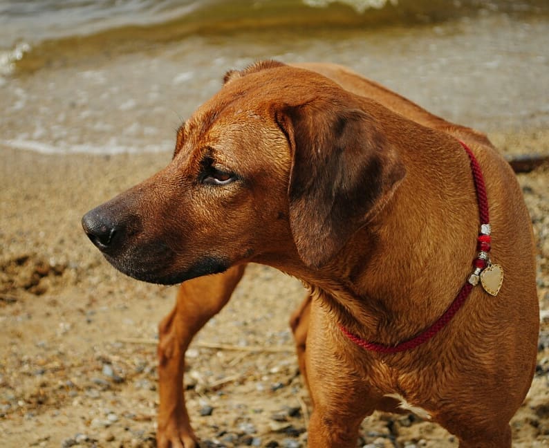 15 Interesting Facts About Rhodesian Ridgebacks 10 15 Interesting Facts About Rhodesian Ridgebacks 10
