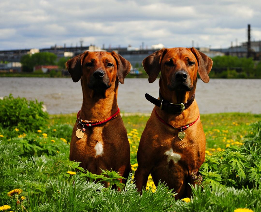 15 Interesting Facts About Rhodesian Ridgebacks 9 15 Interesting Facts About Rhodesian Ridgebacks 9