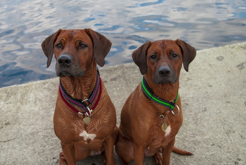 15 Interesting Facts About Rhodesian Ridgebacks 11