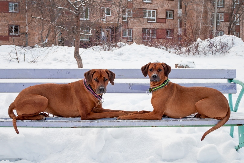 15 Interesting Facts About Rhodesian Ridgebacks 10
