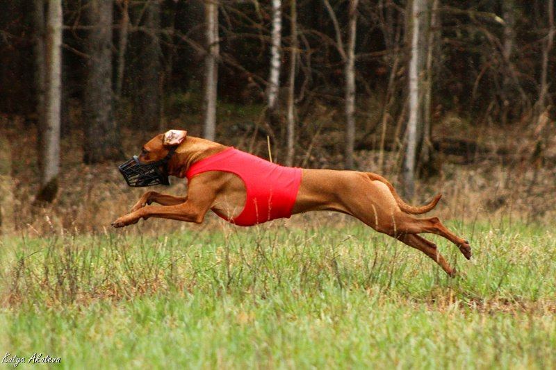 15 Interesting Facts About Rhodesian Ridgebacks 9