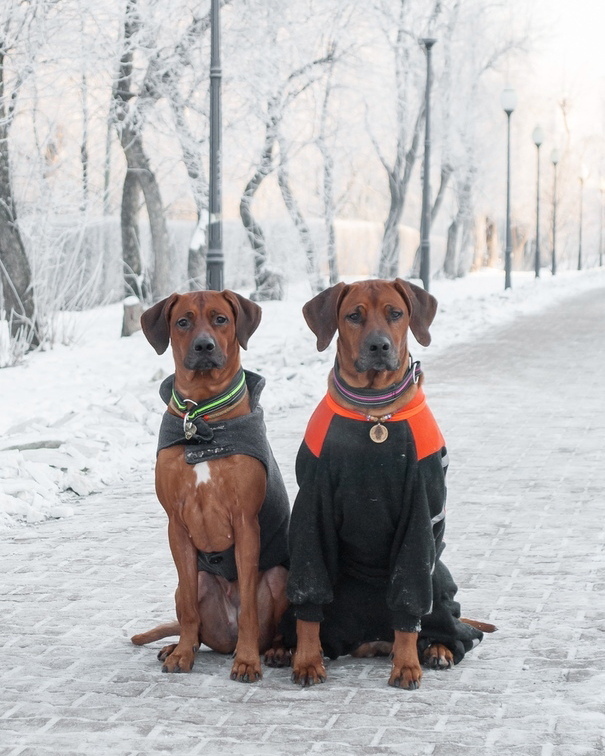 15 Interesting Facts About Rhodesian Ridgebacks 11