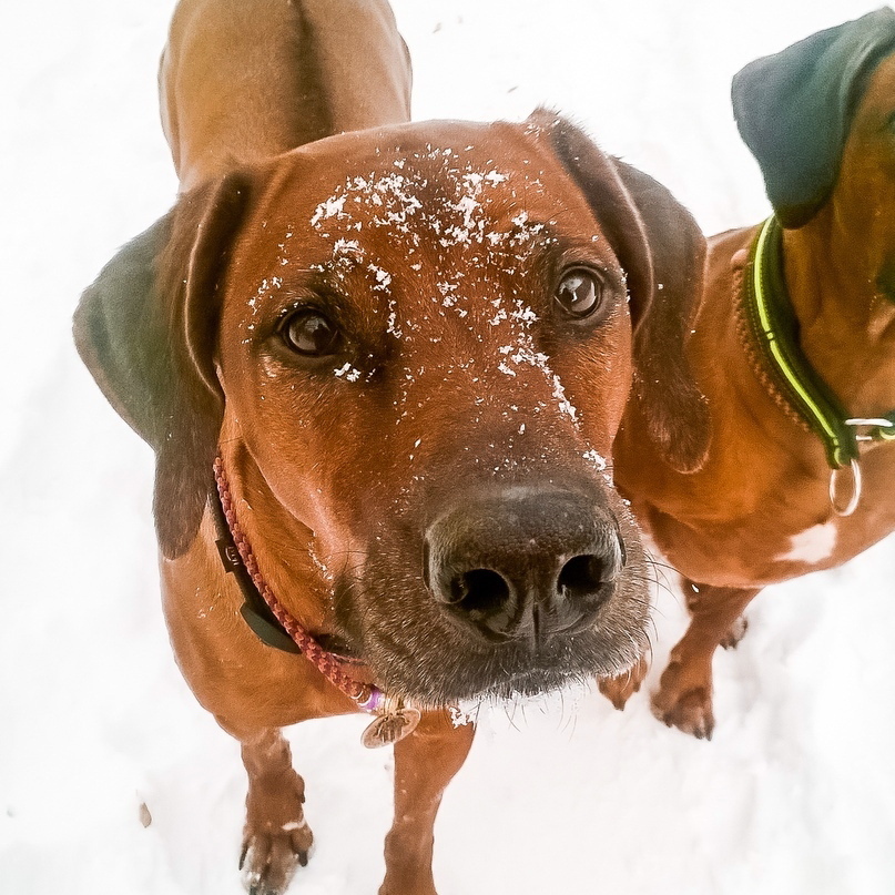 15 Interesting Facts About Rhodesian Ridgebacks 10