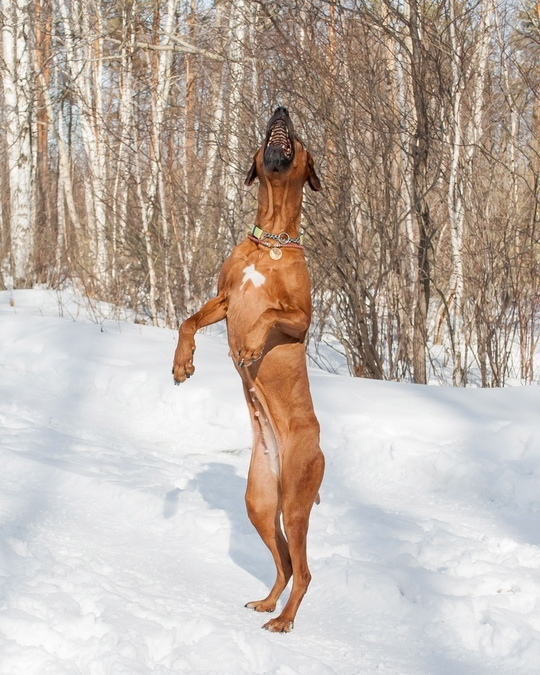 15 Cool Facts About Rhodesian Ridgebacks 9