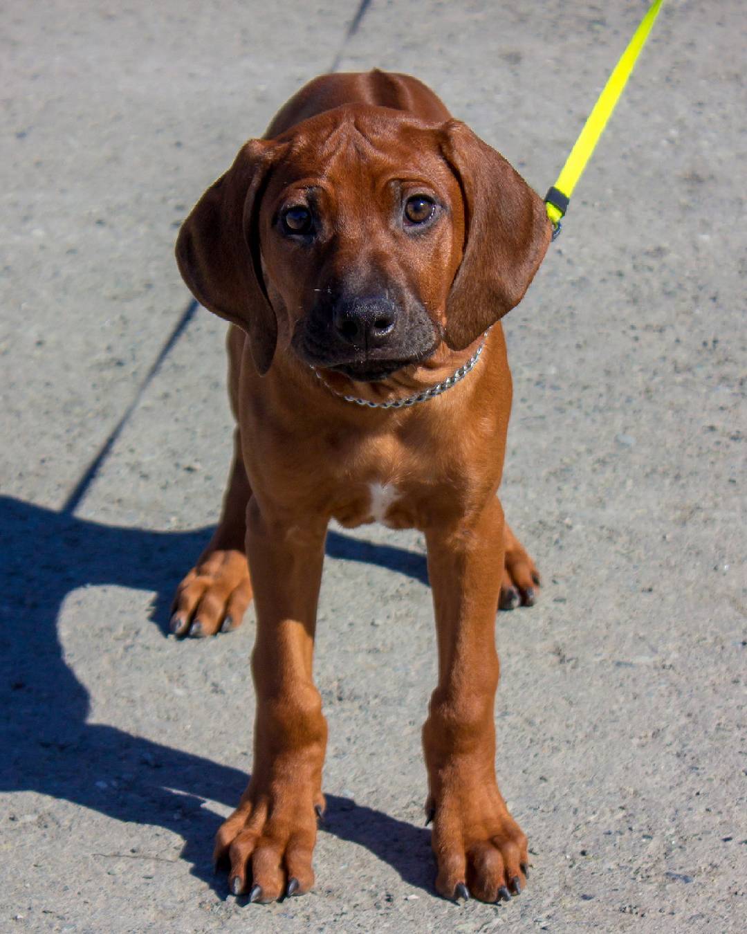 15 Interesting Facts About Rhodesian Ridgebacks 11