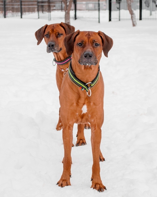 15 Interesting Facts About Rhodesian Ridgebacks 10