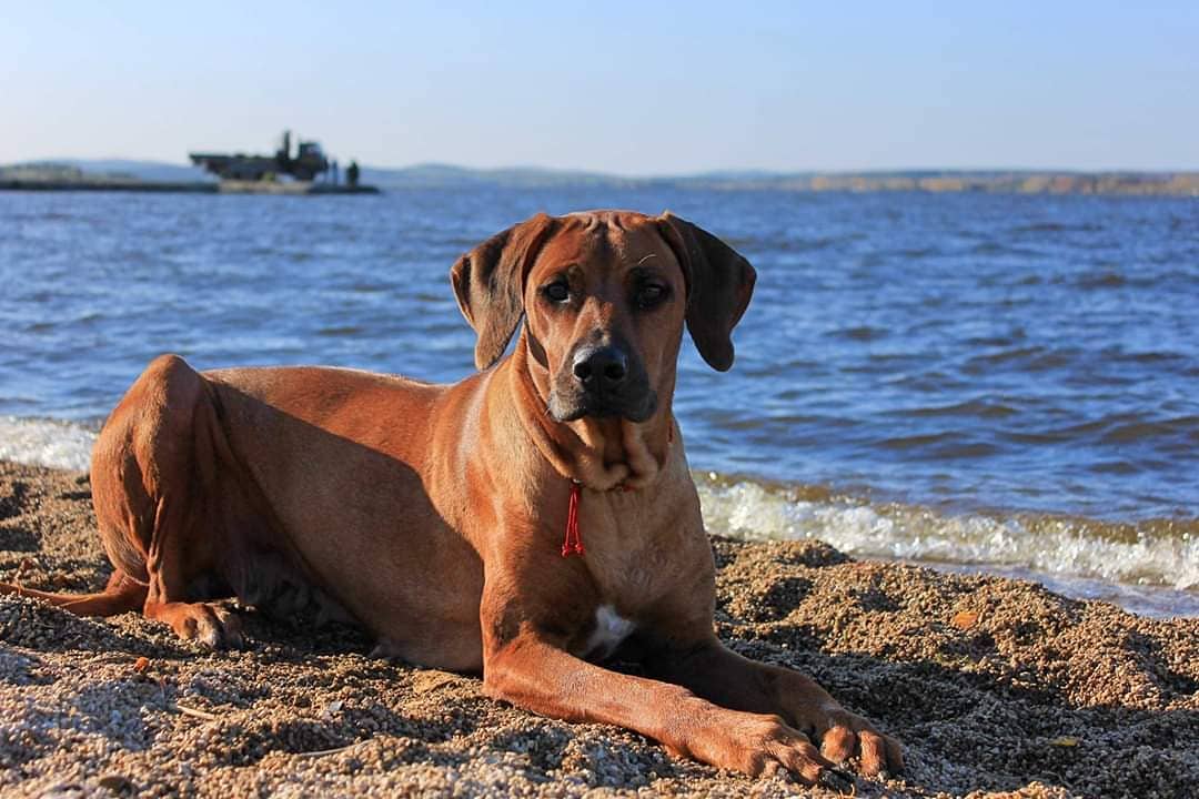 15 Interesting Facts About Rhodesian Ridgebacks 9