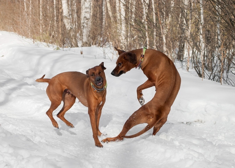 15 Cool Facts About Rhodesian Ridgebacks 10