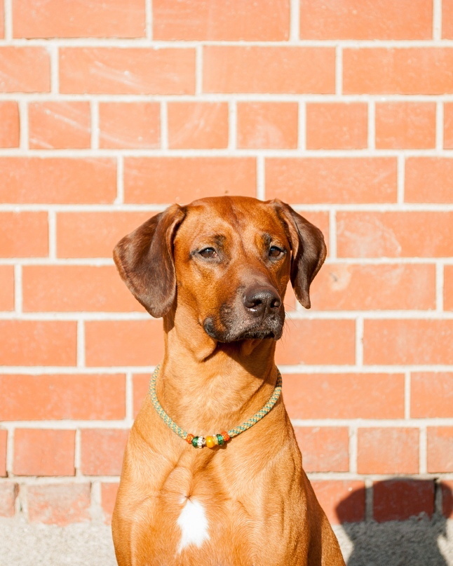 15 Cool Facts About Rhodesian Ridgebacks 11