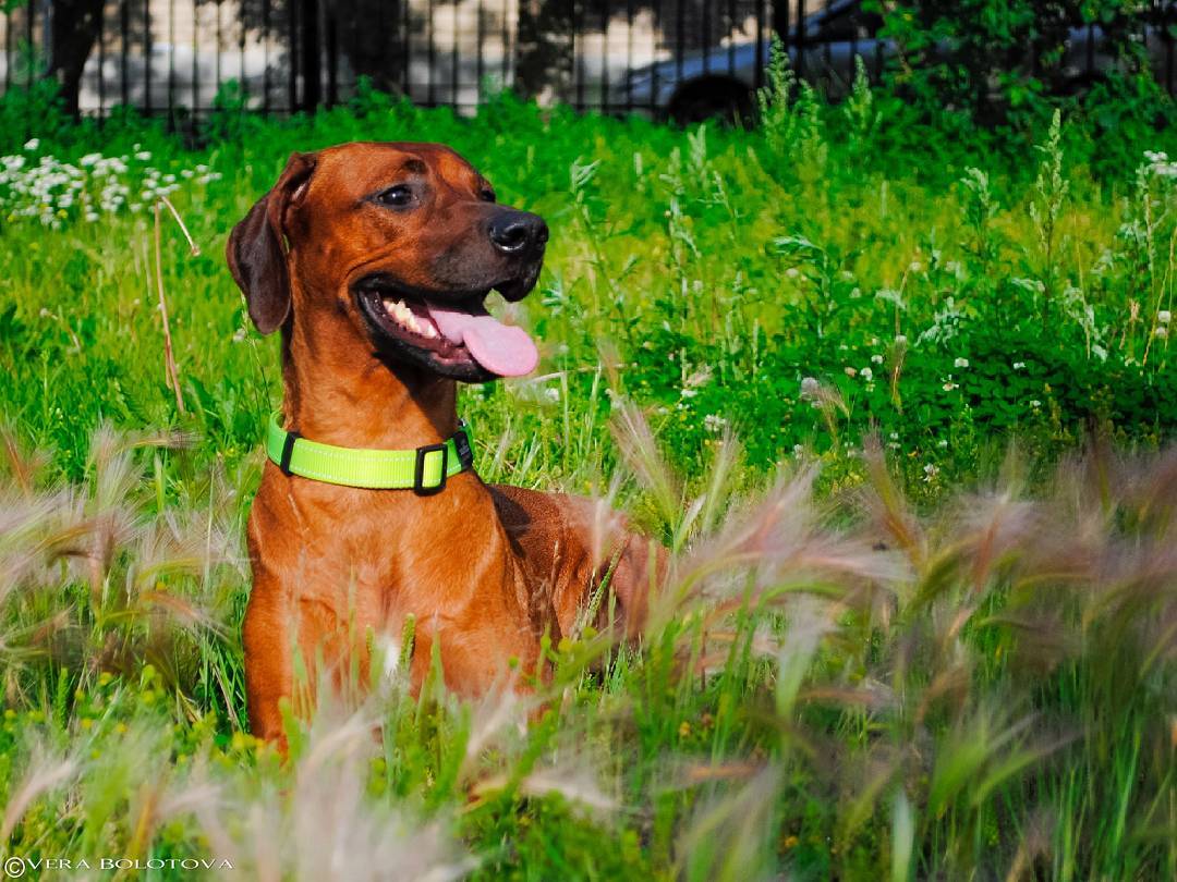 15 Cool Facts About Rhodesian Ridgebacks 9