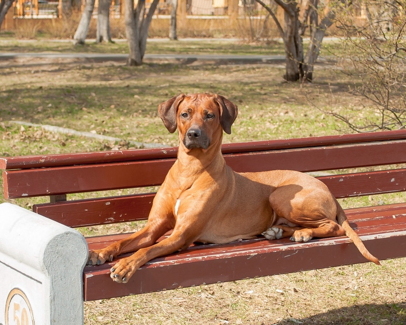 15 Cool Facts About Rhodesian Ridgebacks 10