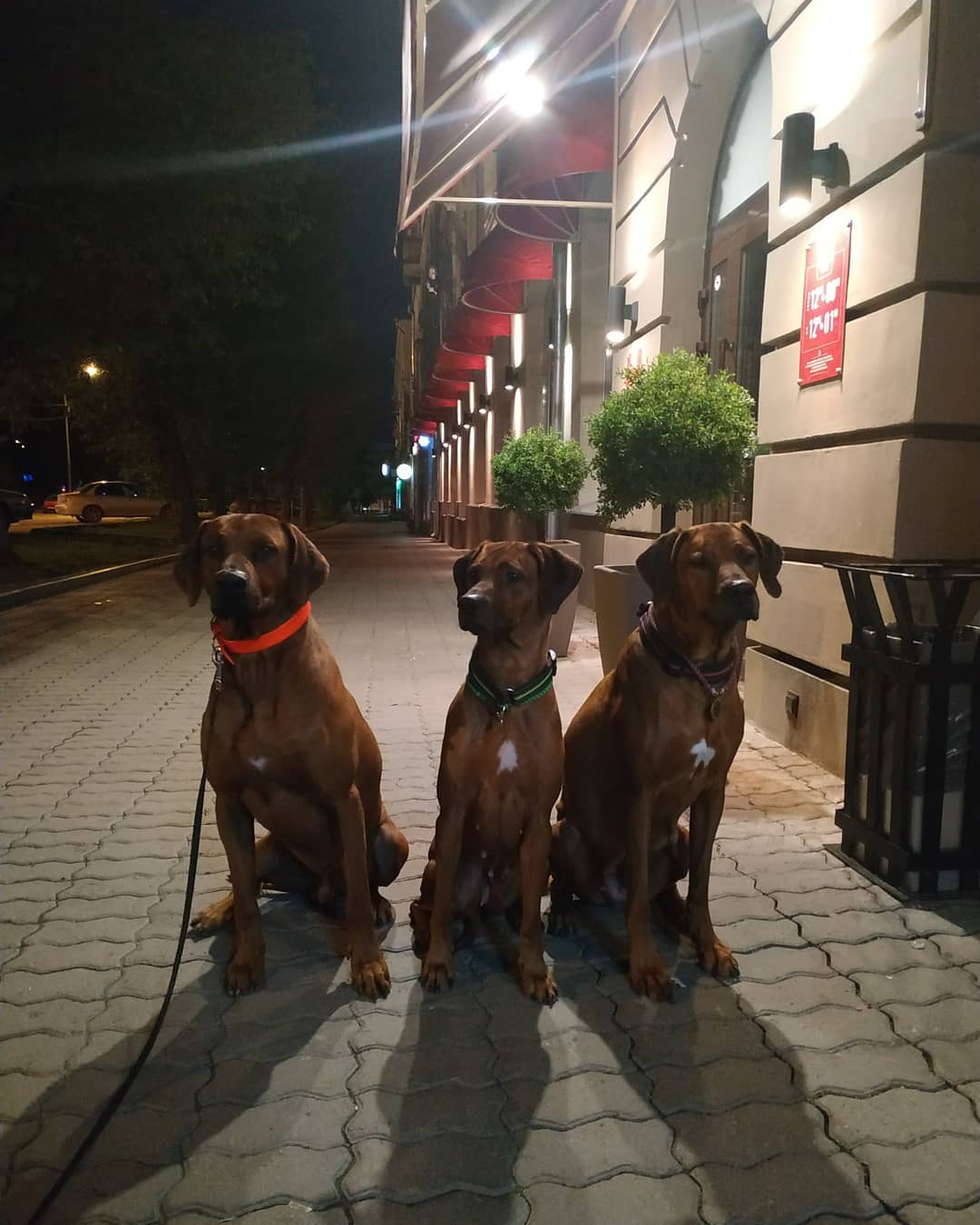 15 Cool Facts About Rhodesian Ridgebacks 11