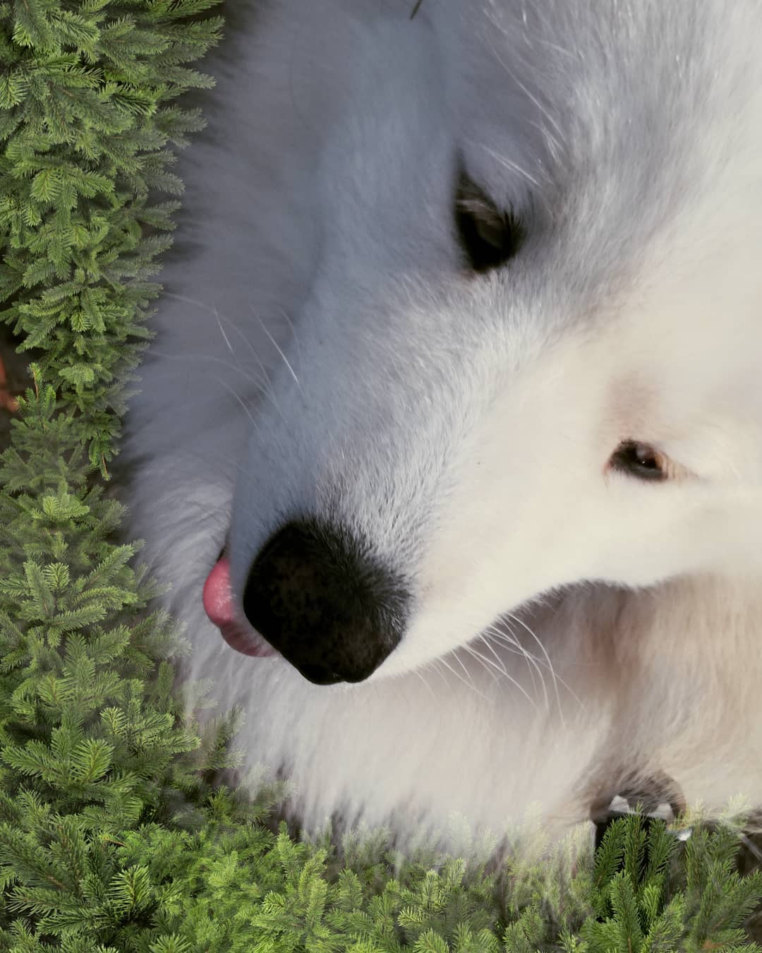 15 Amazing Facts About Samoyeds You Probably Never Knew 11