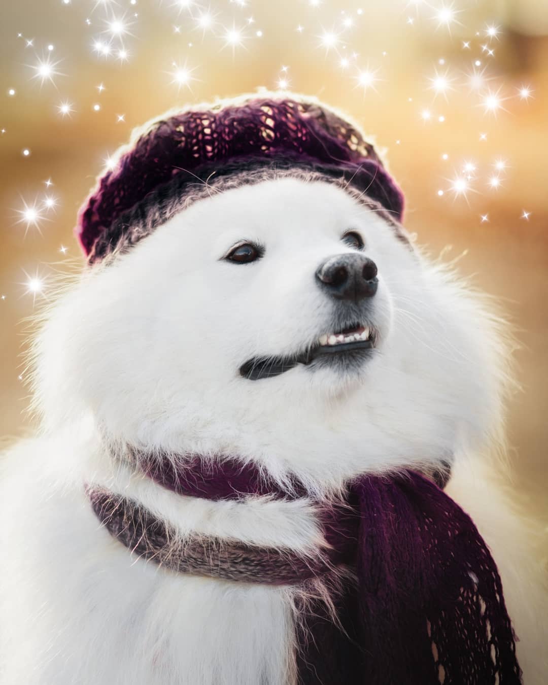 15 Amazing Facts About Samoyeds You Probably Never Knew 10