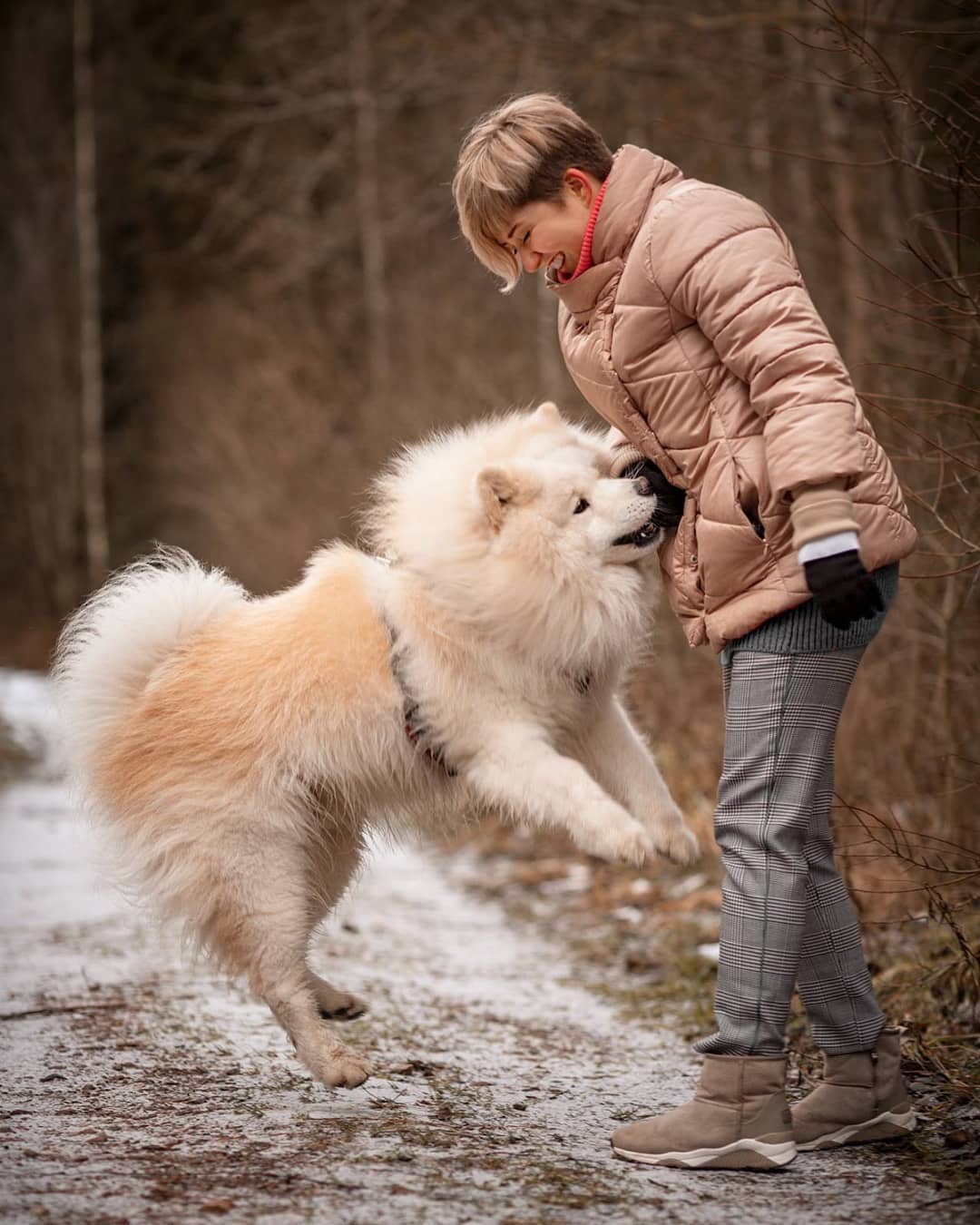 15 Interesting Facts About Samoyeds 9 15 Interesting Facts About Samoyeds 9