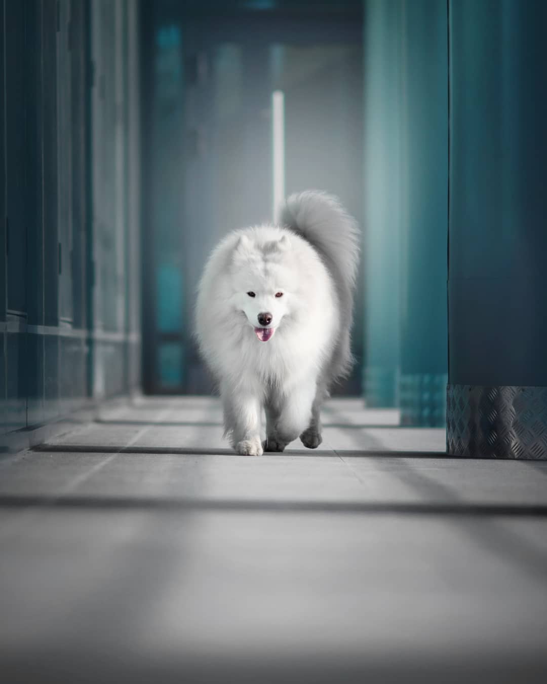 15 Interesting Facts About Samoyeds 11 15 Interesting Facts About Samoyeds 11